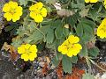 West-Himalayan Cinquefoil